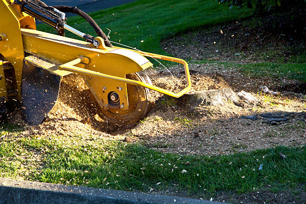 Best Tree Trimming and Pruning  in Woodland Beach, MI