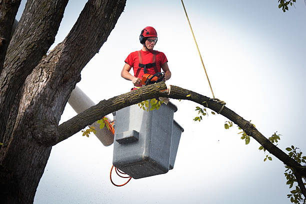 Best Tree Preservation Services  in Woodland Beach, MI