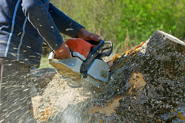 Why Choose Our Tree Removal Services in Woodland Beach, MI?